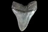 Fossil Megalodon Tooth - South Carolina #74077-2